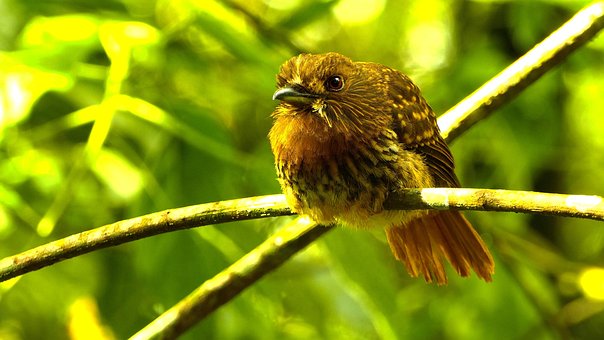 Vogel, Barsch, Baum, Natur, Wald