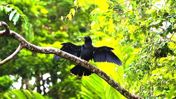 Krähe, Fliegender Vogel, Barsch, Zweig