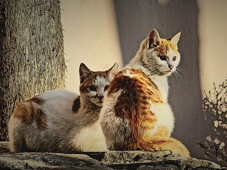 Katze, Niedlich, Tiere, Begleiter, Birne