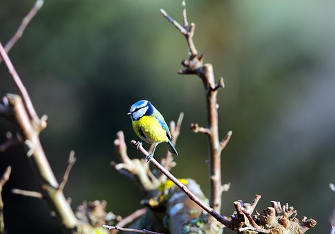 Free Bird Songbird photo and picture