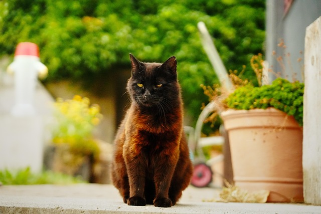 Free Cat Pet photo and picture