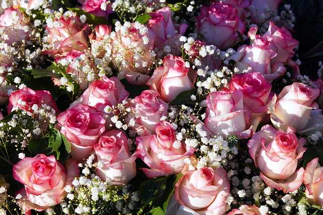 Blumen Rosa Rosen Pinke - Kostenloses Foto auf Pixabay - Pixabay