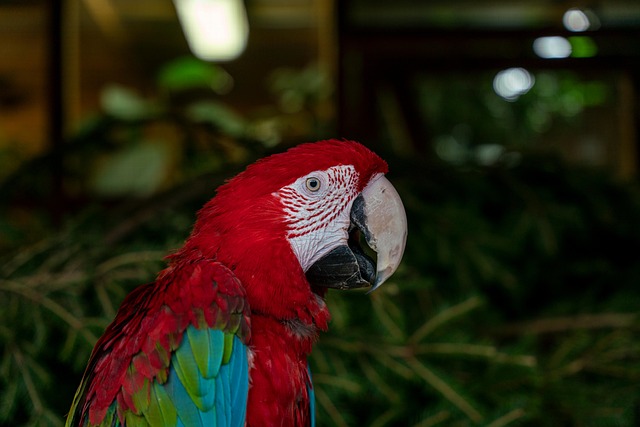 Vogel, Papegaai, Ornithologie, Soort