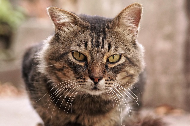 Katze, Katzen, Haustier, Tier, Natur