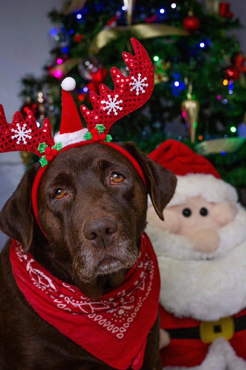 animal-dog-christmas-free-photo-on-pixabay-pixabay