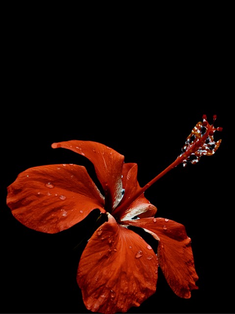 Free Colorful Hibiscus photo and picture