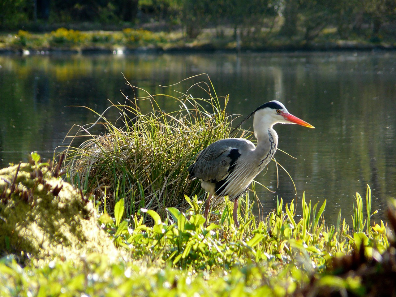 サギ 鳥 動物 - Pixabayの無料写真 - Pixabay