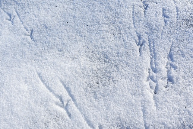 Winter, Schnee, Spuren, Vögel, Kalt