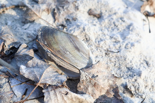Muscheln, Strand, Fluss, Winter, Sand