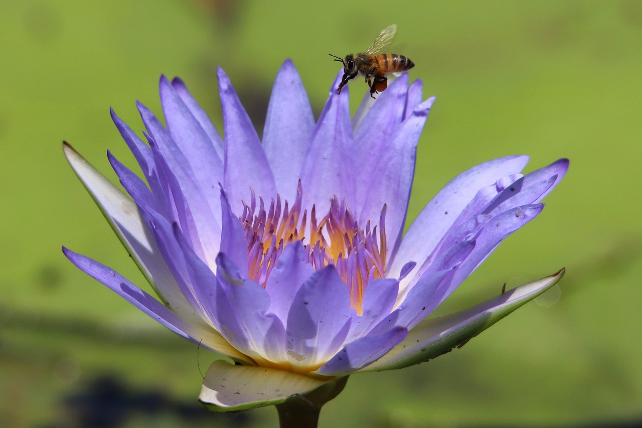 Flower Bee Water Lily - Free photo on Pixabay
