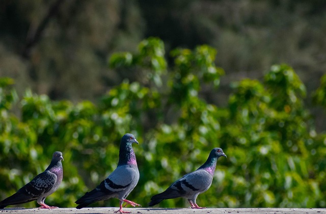 Free Birds Pigeons photo and picture