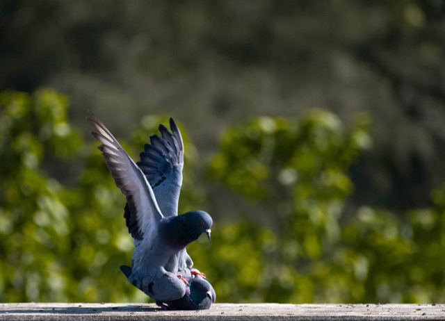 Free Birds Birdphotography photo and picture