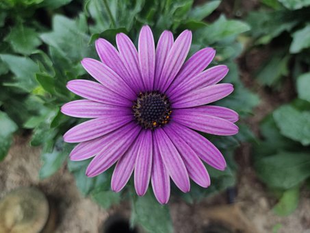 Blomst, Blomst Baggrund, Blomstre, Lilla