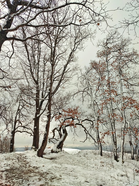 Free The Snow Winter photo and picture