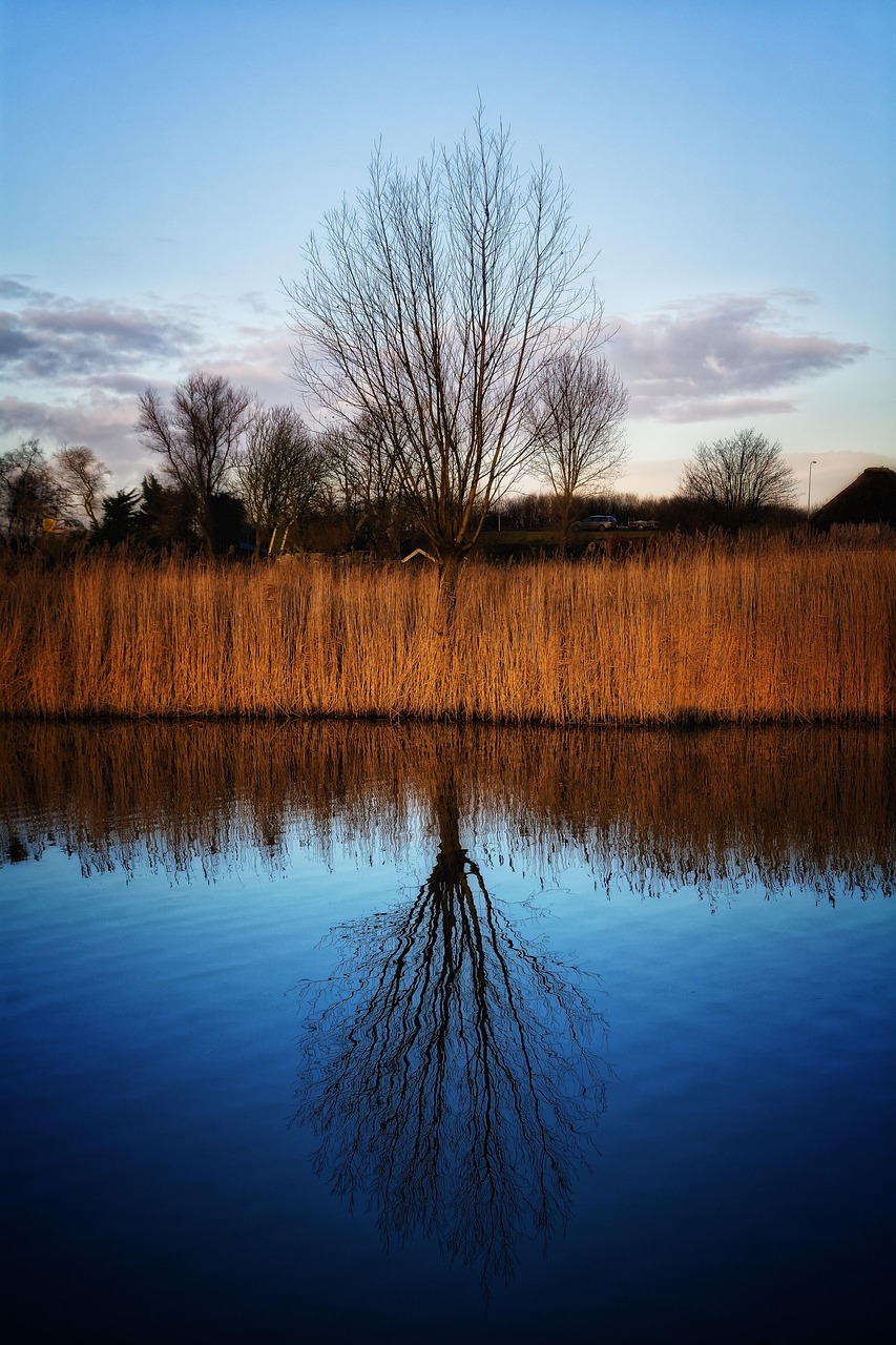 Reed Tree Lake Free photo on Pixabay Pixabay