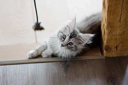 Free Cat Maine Coon photo and picture