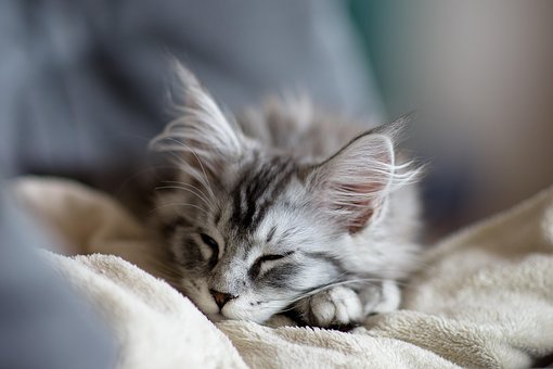 Free Cat Maine Coon photo and picture