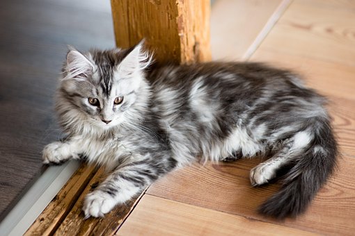 Free Cat Maine Coon photo and picture