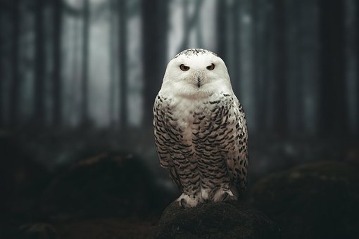 Sova, Polární Sova, Příroda, Sněžná Sova