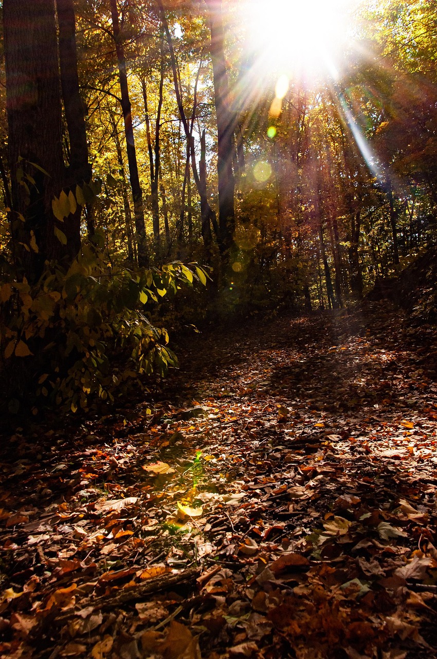 Sun Rays Forest - Free photo on Pixabay - Pixabay