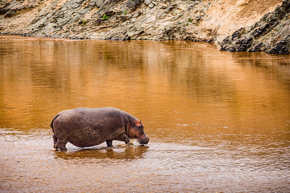 Hippopotamus Wild Animals Free Photo On Pixabay