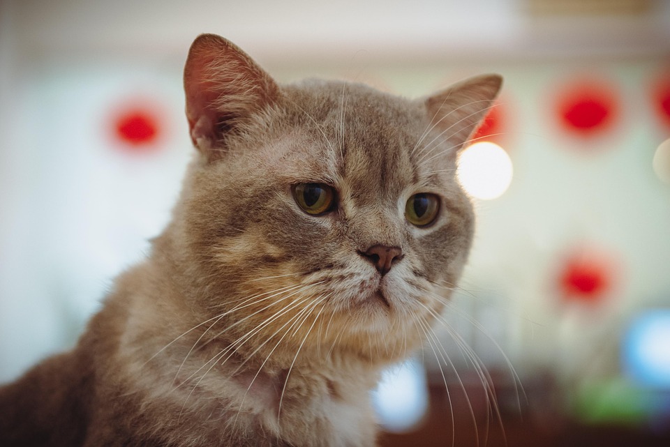 Katze Katzen Haustier - Kostenloses Foto auf Pixabay
