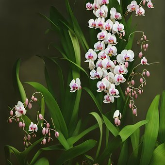 Free Flower Nature photo and picture