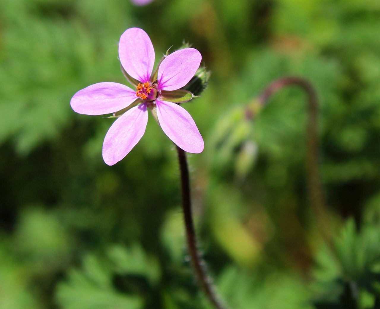 铁杉 铁杉鼻子 花卉 - Pixabay上的免费照片 - Pixabay