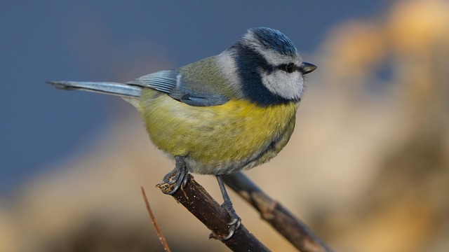 Free Bird Pen photo and picture