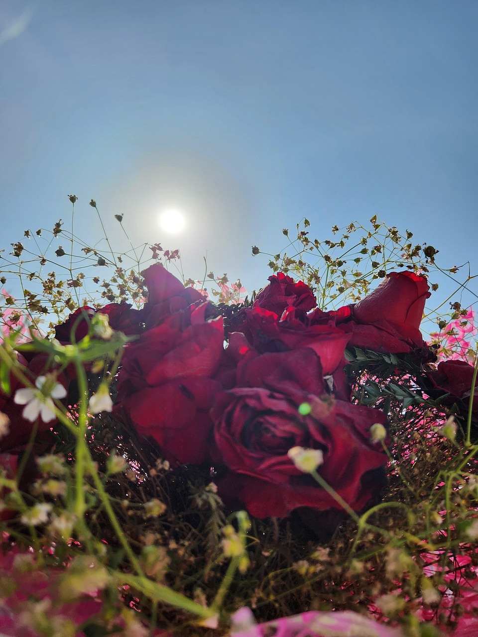 Rotting Roses Background Rose Rot Natur - Kostenloses Foto auf Pixabay - Pixabay