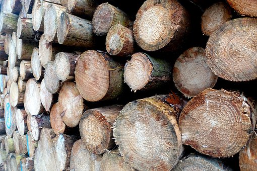 Free Wood Logs photo and picture
