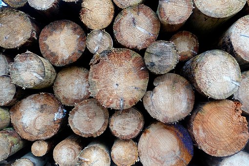 Free Wood Logs photo and picture