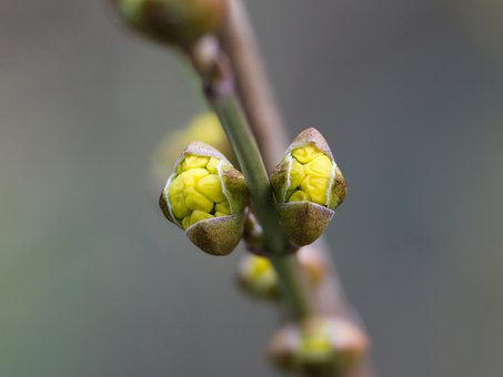 สาขา, ตา, ฤดูใบไม้ผลิ