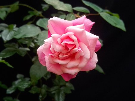 Free Single Rose photo and picture