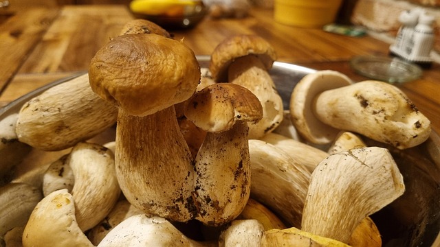 Free Mushroom Mushrooms photo and picture