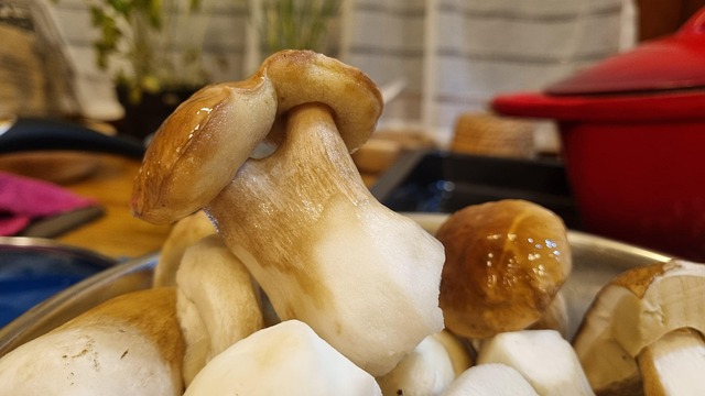 Free Mushrooms Boletus photo and picture