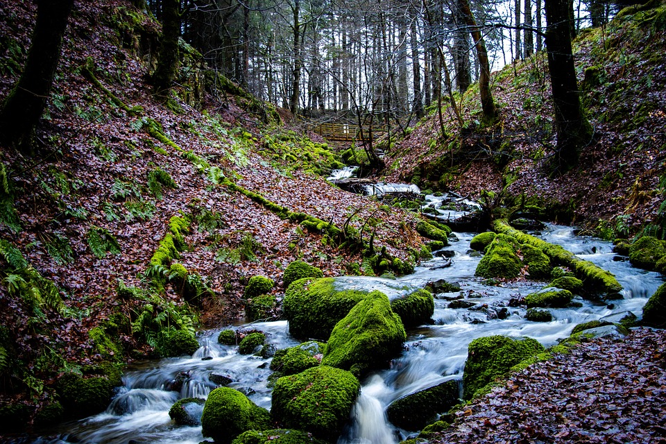Stream In Nature Stream Nature Forest - Free photo on Pixabay - Pixabay