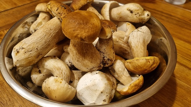 Free Mushrooms Forest Mushrooms photo and picture
