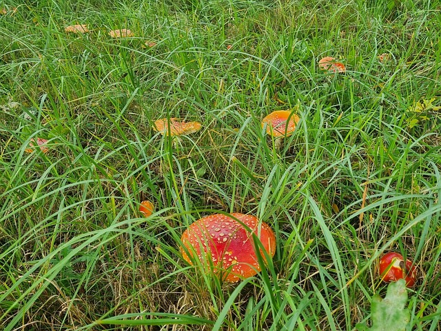 Free Toadstool Mushroom photo and picture