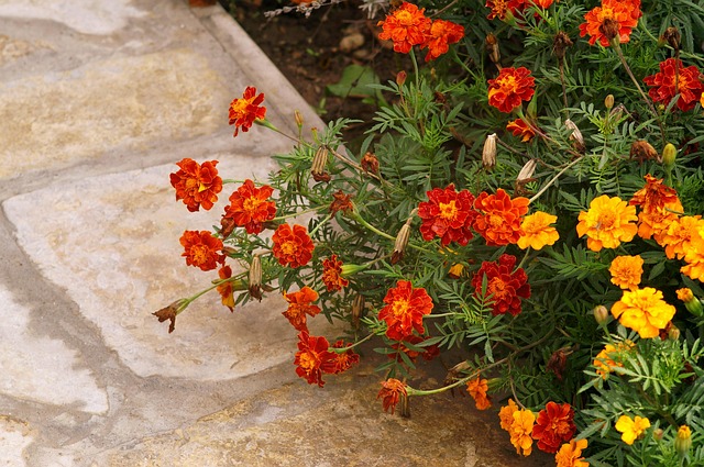 Blumen, Blumenbeet, Die Natur, Natur