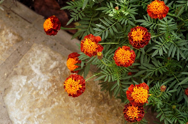 Natur, Blumenbeet, Blumen, Flora
