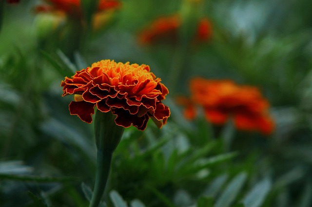 Blumen, Blumenbeet, Natur, Blume, Flora