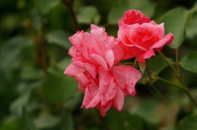 Natur, Blumen, Rose, Blume