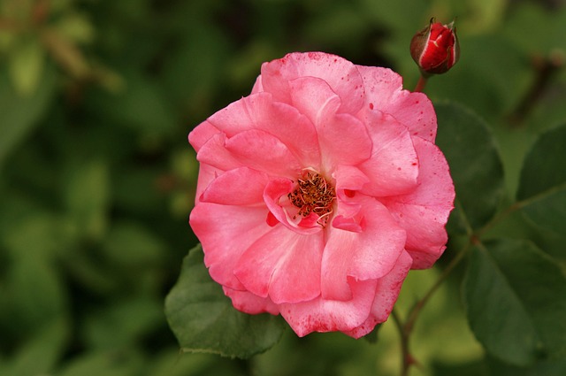 Blume, Rose, Knospen, Blütenblätter