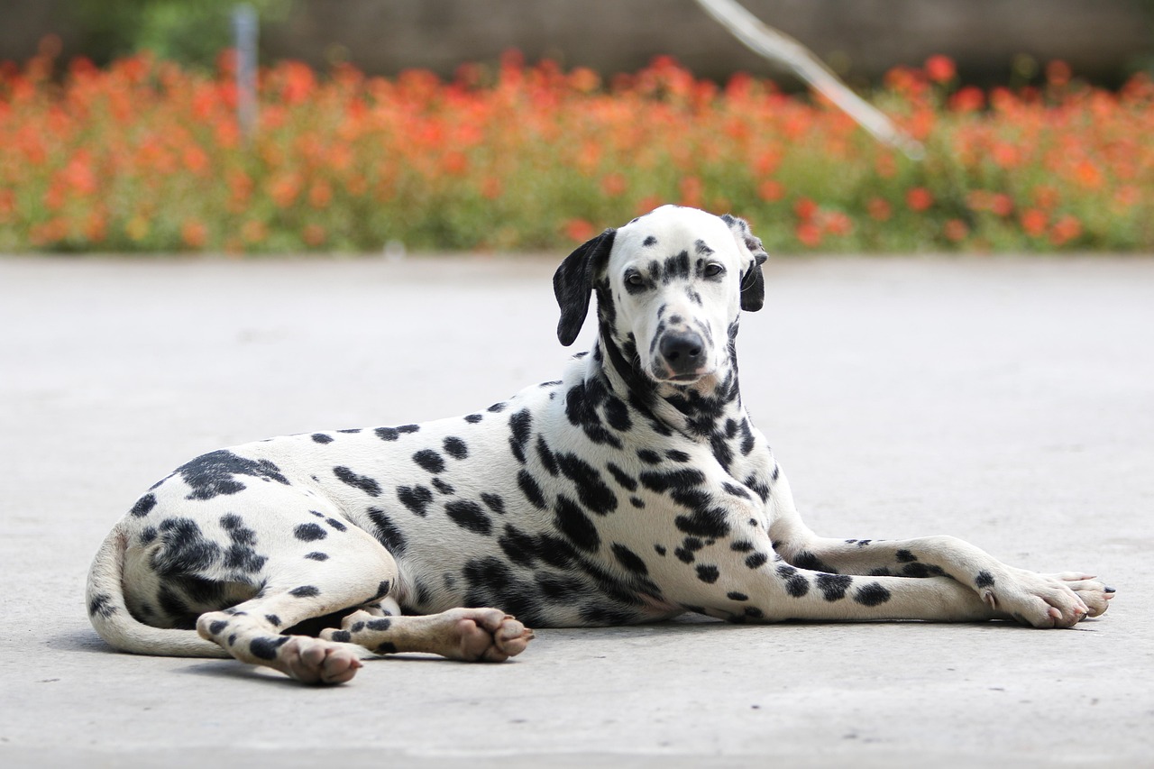 Dalmatian - free online jigsaw puzzle photo