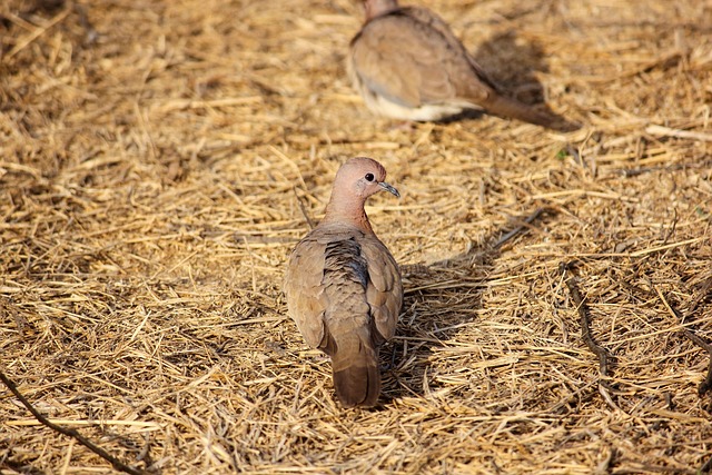 Vogel, Duif, Ornithologie, Soort, Fauna