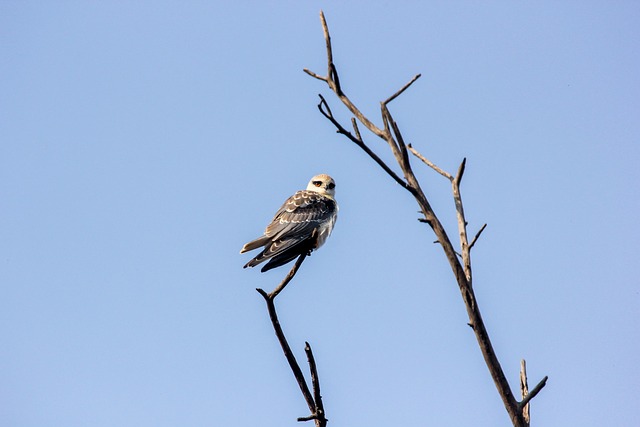 Vogel, Vlieger, Zwarte Vlieger