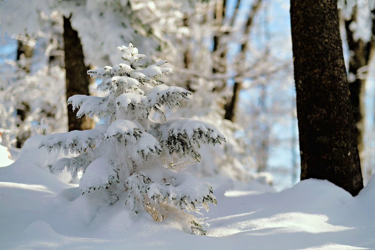 Tree Snow Winter - Free photo on Pixabay - Pixabay