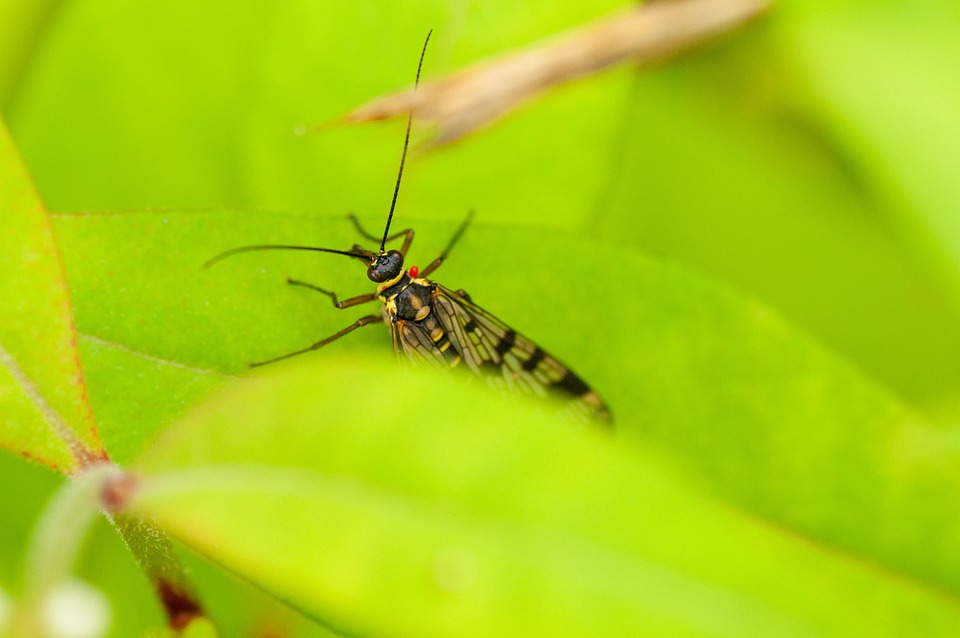 Nature Insect Fly - Free photo on Pixabay