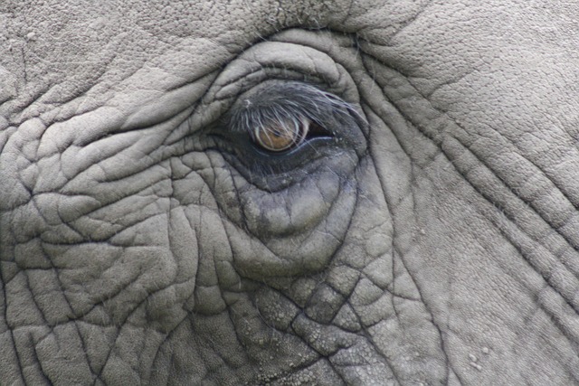 Tier, Afrika, Elefant, Auge, Natur